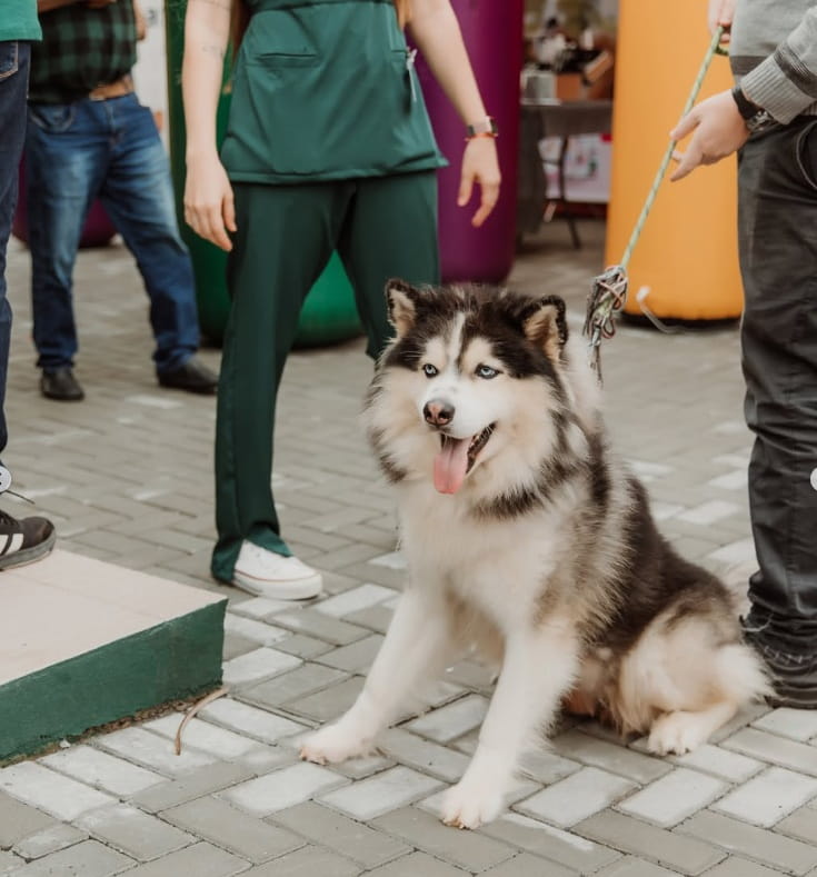 Pet na Beni Bichos